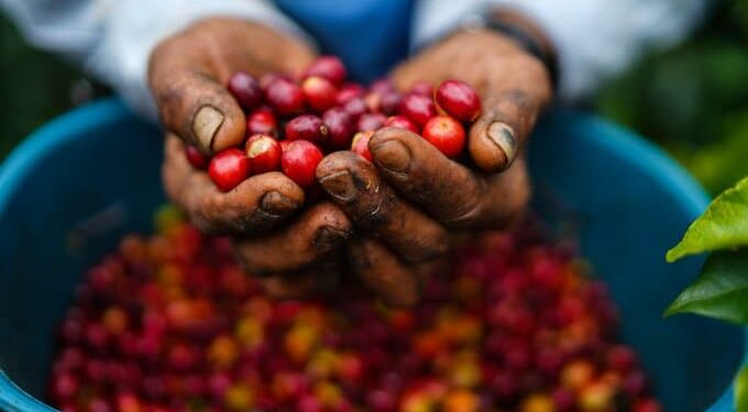 Producción de Café Colombia. Foto @FedeCafeteros