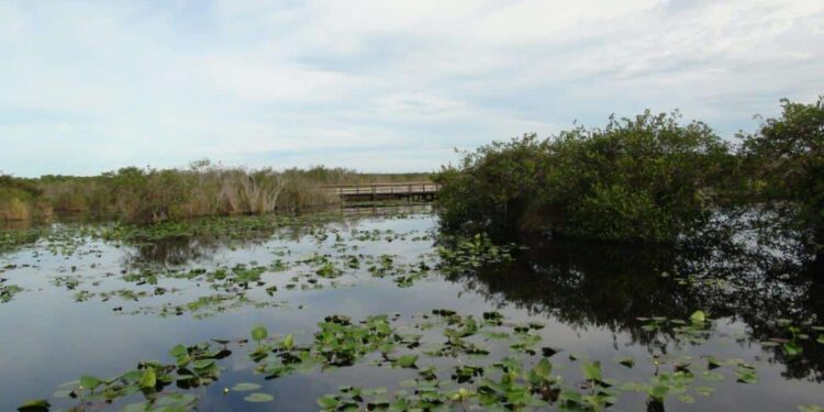 Everglades. Foto de archivo.