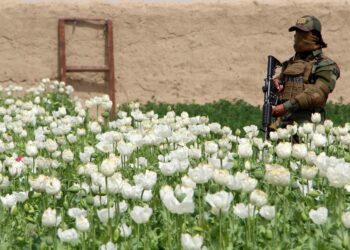 La prohibición de la amapola en Afganistán. Foto de archivo.