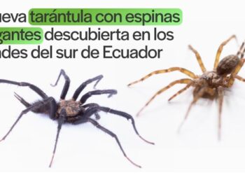 Nueva tarántula con espinas gigantes descubierta en los Andes del sur de Ecuador. Foto INABIO