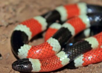 Serpiente coral. Foto de archivo.