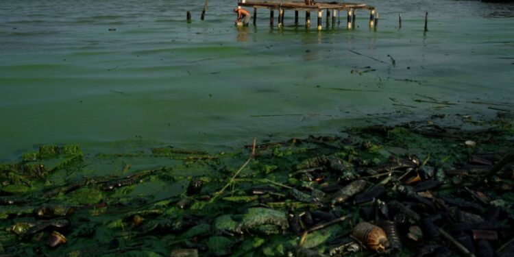 Una gruesa película verdosa cubre la basura y los plásticos que contaminan las aguas del lago de Maracaibo, mientras los pescadores preparan su cebo al fondo.
ARIANA CUBILLOS (AP)