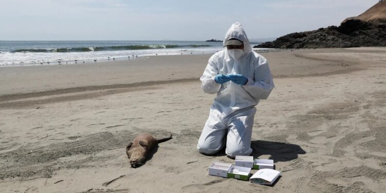 Comprobación de una nutria muerta por infección de gripe aviar el año pasado en la playa de Chepeconde en Perú. Foto Sebastian CastanedaReuters Imagen