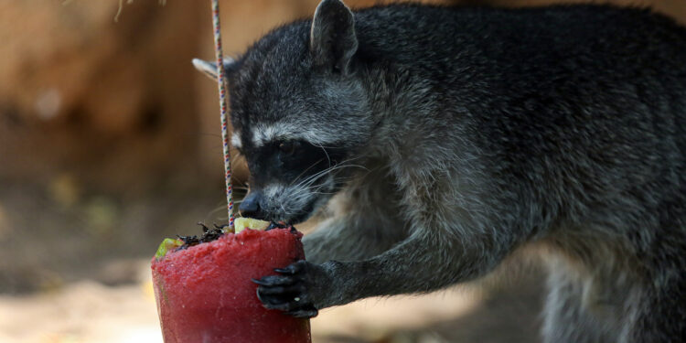 MEX5723. MÉRIDA (MÉXICO), 25/04/2024.- Un mapache come una paleta de hielo elaborada con frutas e insectos el 24 de abril de 2024, en el Zoológico Centenario, en Mérida (México). Animales de zoológicos de Yucatán, en el sureste de México, reciben paletas de hielo para refrescarse y mitigar la intensa ola de calor que mantiene los termómetros de 36 a 40 grados en este lugar. EFE/ Lorenzo Hernández