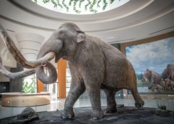 Los huesos de mamut descubiertos datan de entre 30.000 y 40.000 años. (MARIO JASSO/CUARTOSCURO.COM)