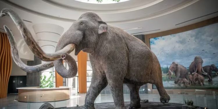 Los huesos de mamut descubiertos datan de entre 30.000 y 40.000 años. (MARIO JASSO/CUARTOSCURO.COM)