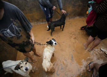 AME2867. PORTO ALEGRE (BRASIL), 03/05/2024.- Algunos moradores y sus mascotas son rescatados del sector de Isla de la Pintada, que sufre con la subida del agua por las lluvias este viernes, en Porto Alegre (Brasil). Las inundaciones históricas que afectan al estado brasileño de Rio Grande do Sul y que ya han provocado la muerte de 31 personas alcanzaron este viernes el centro de la ciudad de Porto Alegre, después de que el río que la atraviesa llegara a su mayor nivel en ocho décadas. La Alcaldía de la capital regional, de 1,3 millones de personas, informó esta mañana que 32 calles estaban bloqueadas total o parcialmente debido a las inundaciones, entre ellas la importante avenida Mauá que bordea el río Guaíba, y recomendó a los habitantes evitar el centro histórico. EFE/ Renan Mattos