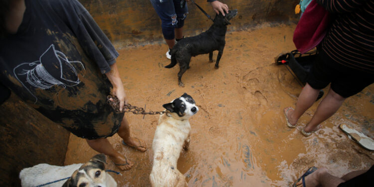 AME2867. PORTO ALEGRE (BRASIL), 03/05/2024.- Algunos moradores y sus mascotas son rescatados del sector de Isla de la Pintada, que sufre con la subida del agua por las lluvias este viernes, en Porto Alegre (Brasil). Las inundaciones históricas que afectan al estado brasileño de Rio Grande do Sul y que ya han provocado la muerte de 31 personas alcanzaron este viernes el centro de la ciudad de Porto Alegre, después de que el río que la atraviesa llegara a su mayor nivel en ocho décadas. La Alcaldía de la capital regional, de 1,3 millones de personas, informó esta mañana que 32 calles estaban bloqueadas total o parcialmente debido a las inundaciones, entre ellas la importante avenida Mauá que bordea el río Guaíba, y recomendó a los habitantes evitar el centro histórico. EFE/ Renan Mattos