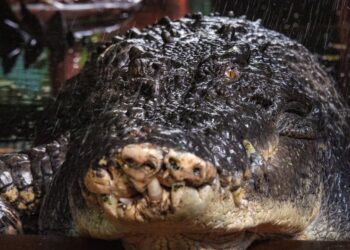 Cassius, el cocodrilo en cautiverio más grande del mundo, murió en la isla Green Island, Australia, a los 110 años (AAP Image/Brian Cassey via REUTERS)