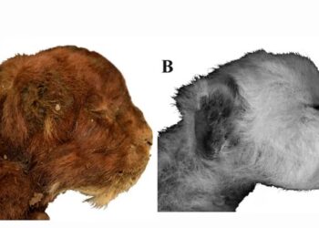 Este hallazgo, único en su tipo, conserva tejidos blandos como piel, músculos, patas y pelaje (Scientific Reports)