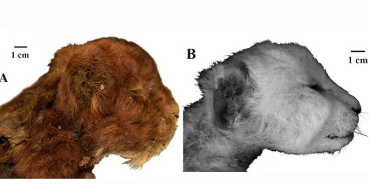 Este hallazgo, único en su tipo, conserva tejidos blandos como piel, músculos, patas y pelaje (Scientific Reports)