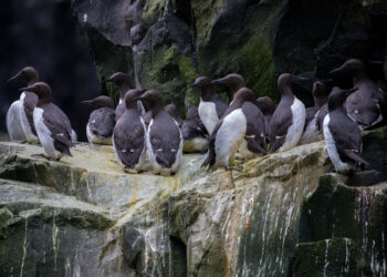 This handout photo provided by the US Fish and Wildlife Service (USFWS) shows common murres clustered together on a cliff ledge at the Alaska Maritime National Wildlife Refuge on July 30, 2019. - The common murre, a large black-and-white seabird native to northern waters, has become significantly less common over the past decade due to the impacts of climate change. A new study published on December 12, 2024, in Science reveals that the massive northeast Pacific marine heat wave of 20142016 triggered a catastrophic population collapse, wiping out four million birds -- roughly half the species. (Photo by BRIE DRUMMOND / US FISH & WILDLIFE SERVICE / AFP) / RESTRICTED TO EDITORIAL USE - MANDATORY CREDIT "AFP PHOTO / BRIE DRUMMOND/USFWS" - NO MARKETING NO ADVERTISING CAMPAIGNS - DISTRIBUTED AS A SERVICE TO CLIENTS