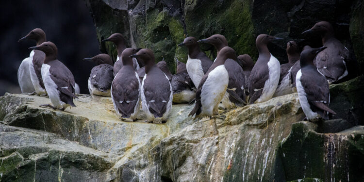 This handout photo provided by the US Fish and Wildlife Service (USFWS) shows common murres clustered together on a cliff ledge at the Alaska Maritime National Wildlife Refuge on July 30, 2019. - The common murre, a large black-and-white seabird native to northern waters, has become significantly less common over the past decade due to the impacts of climate change. A new study published on December 12, 2024, in Science reveals that the massive northeast Pacific marine heat wave of 20142016 triggered a catastrophic population collapse, wiping out four million birds -- roughly half the species. (Photo by BRIE DRUMMOND / US FISH & WILDLIFE SERVICE / AFP) / RESTRICTED TO EDITORIAL USE - MANDATORY CREDIT "AFP PHOTO / BRIE DRUMMOND/USFWS" - NO MARKETING NO ADVERTISING CAMPAIGNS - DISTRIBUTED AS A SERVICE TO CLIENTS