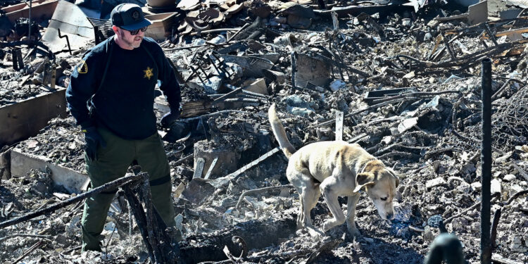 A cadaver dog, from the Los Angeles County Sheriff, sniffs through the rubble of beachfront properties destroyed by the Palisades Fire along Pacific Coast Highway in Malibu, California, on January 12, 2025. US officials warned "dangerous and strong" winds were set to push deadly wildfires further through Los Angeles residential areas January 12 as firefighters struggled to make progress against the flames. At least 24 people have been confirmed dead from blazes that have ripped through the city, reducing whole neighborhoods to ashes and leaving thousands without homes. (Photo by Frederic J. BROWN / AFP)